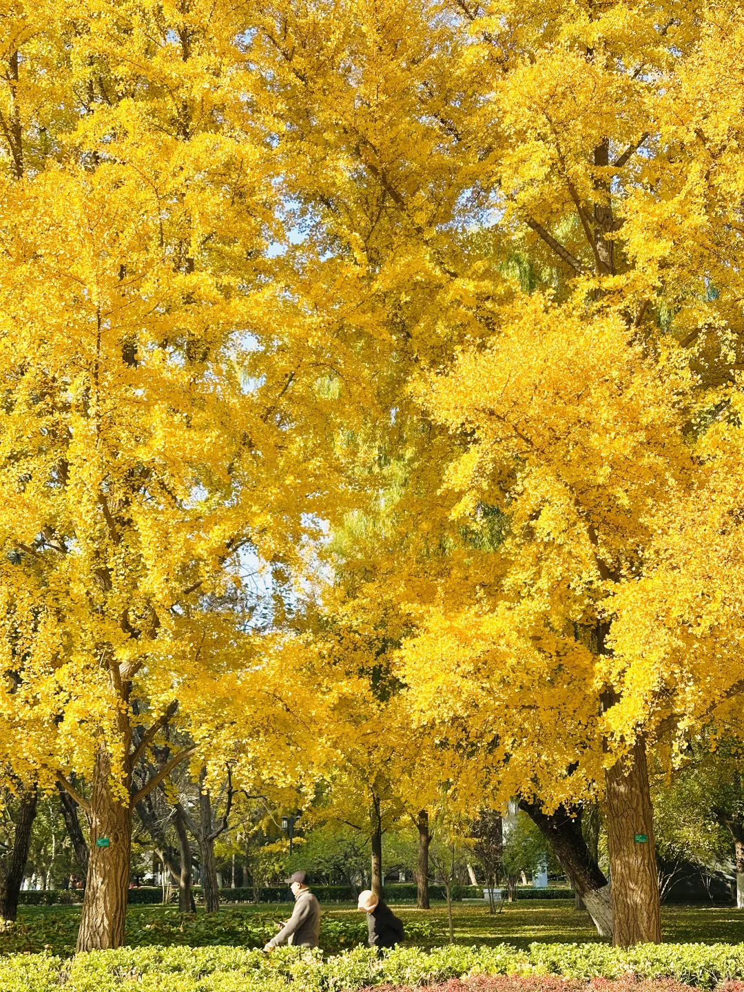 美翻天❗️18张live图看北京的秋天有多惊艳‼️