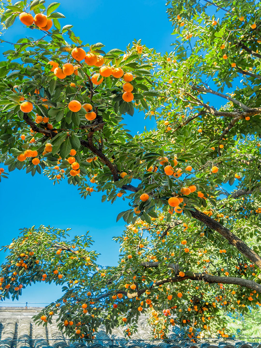 你可以永远相信北京的秋天🍁与浪漫不期而遇