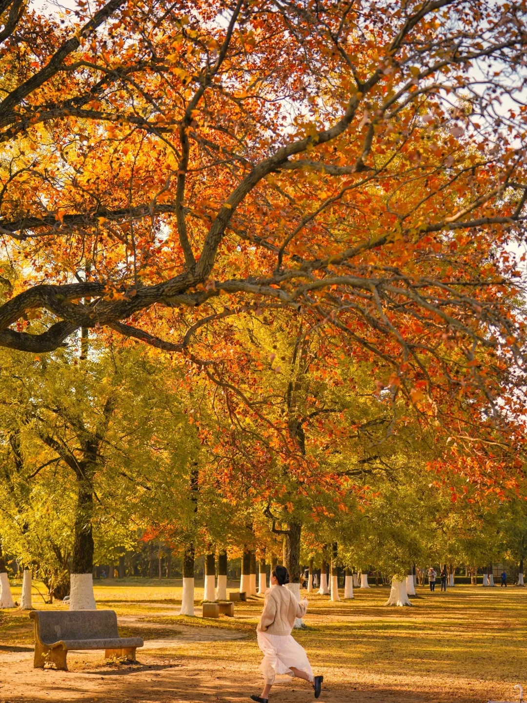 我宣布❗️没有一个城市比南京更懂秋天🍂