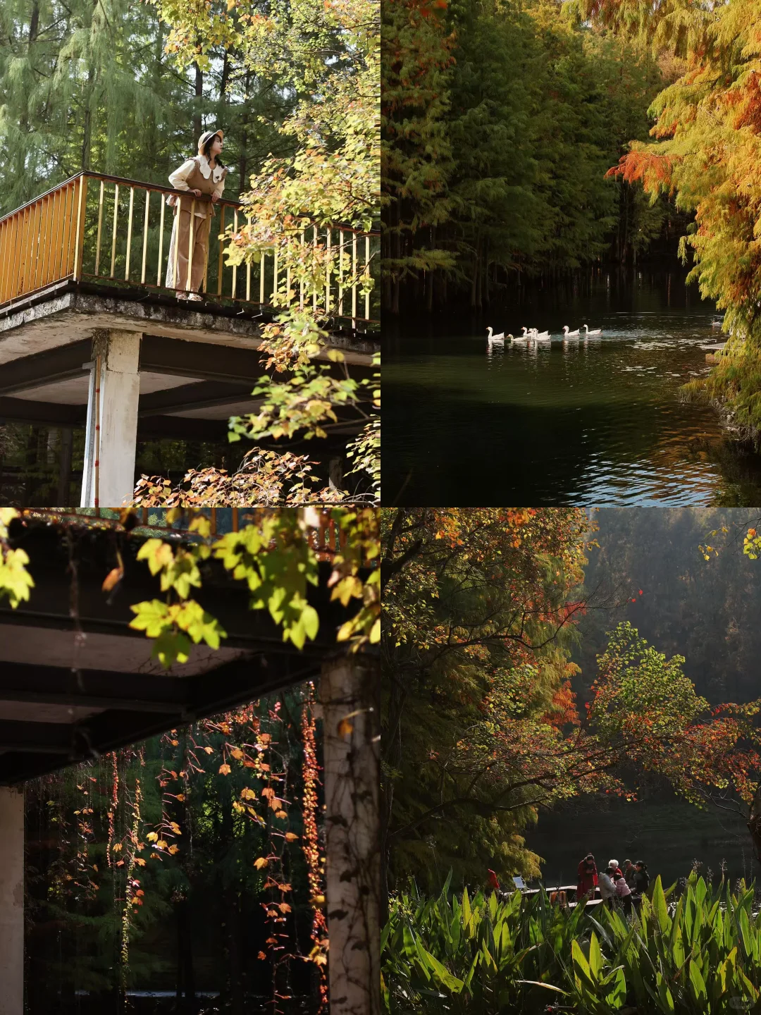 王源宜昌演唱会带你们不要门票玩打卡点