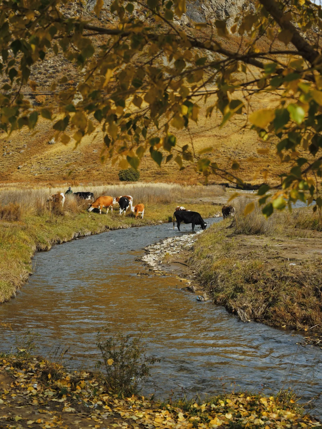 10.5 红石崖+九龙湾 不堵车赏秋🍂