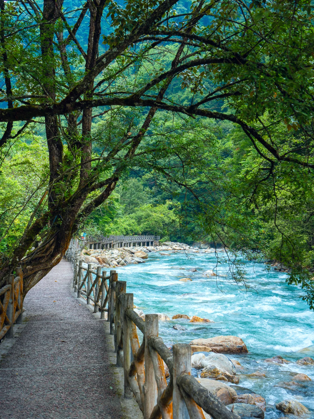 从38℃逃进森林的我，只想待在这里不走了