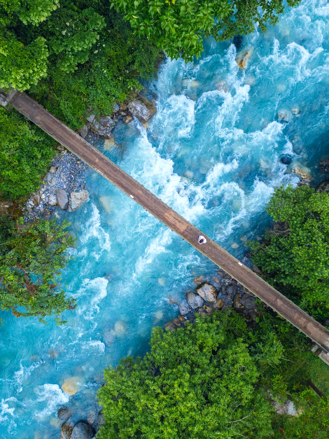 从38℃逃进森林的我，只想待在这里不走了
