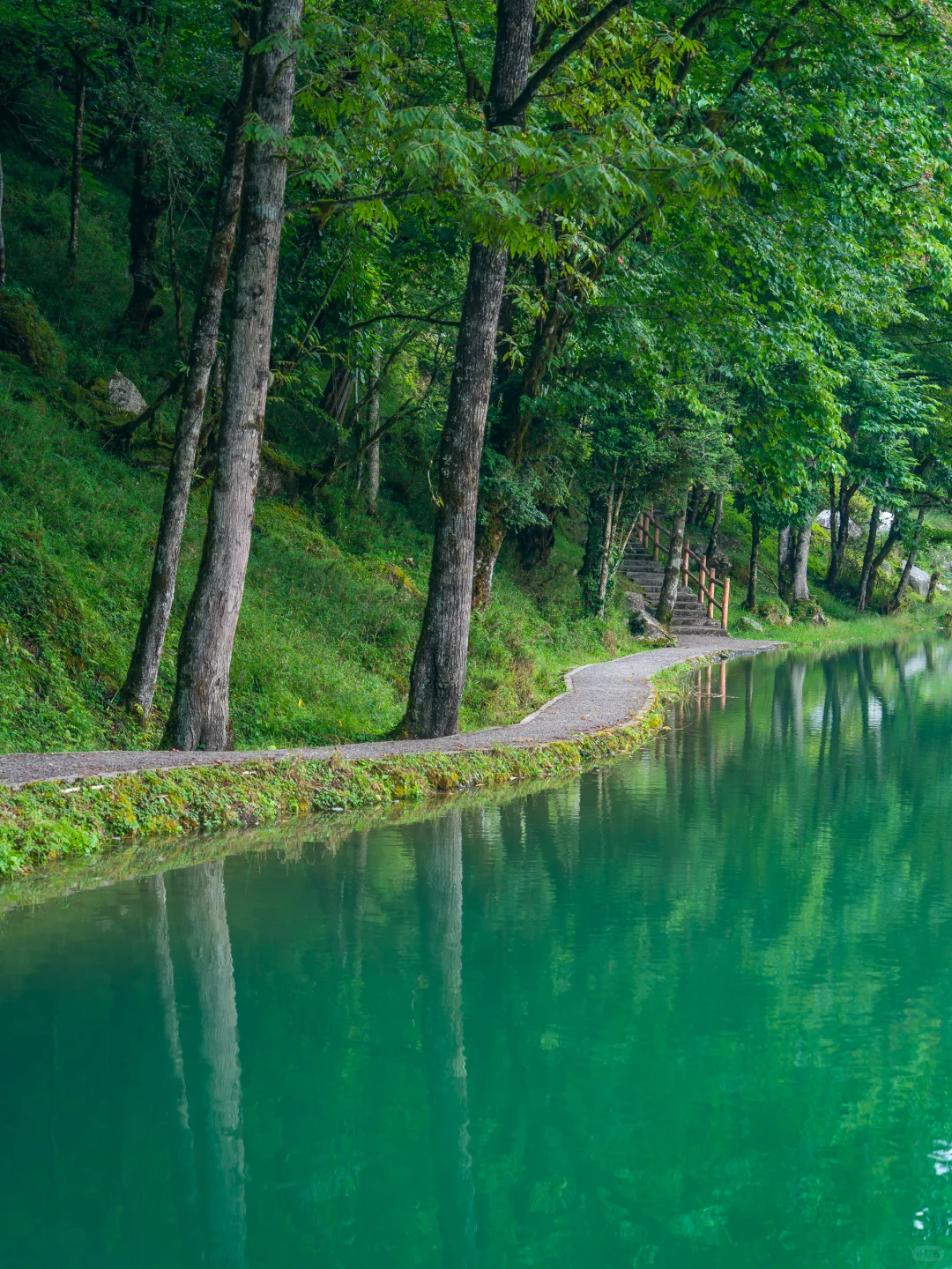从38℃逃进森林的我，只想待在这里不走了