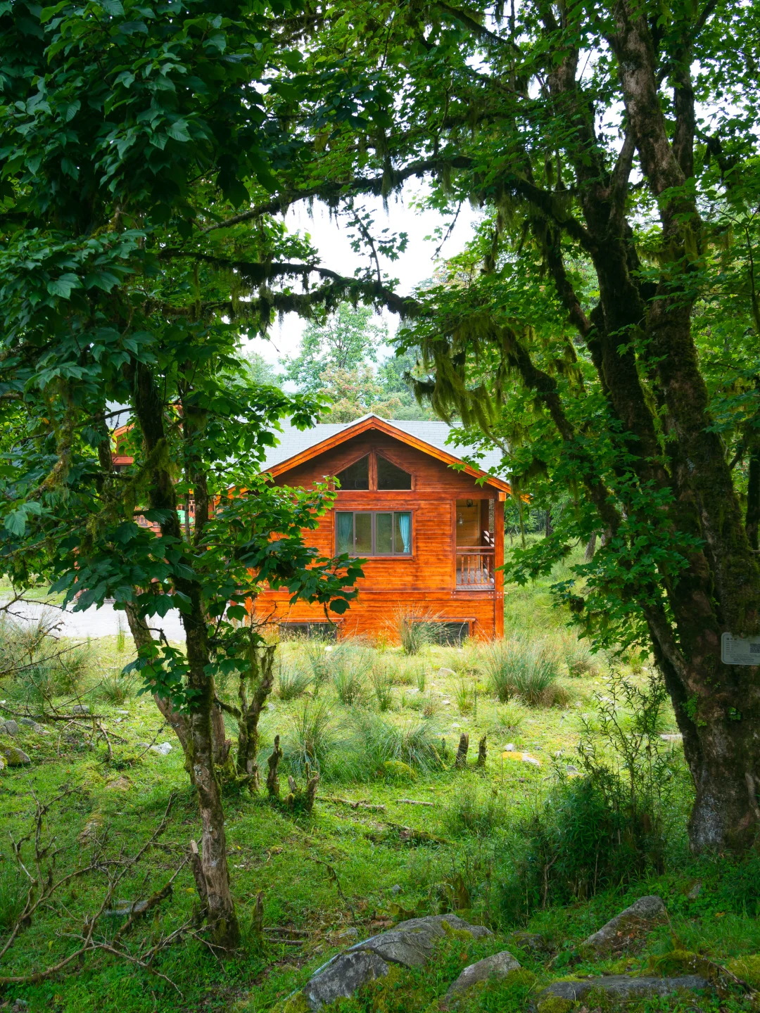 从38℃逃进森林的我，只想待在这里不走了