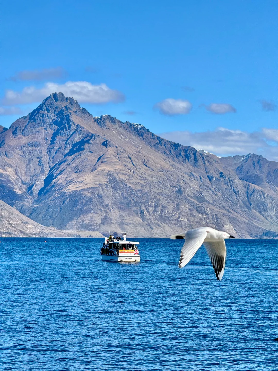 📍新西兰,这才是live的意义吧!