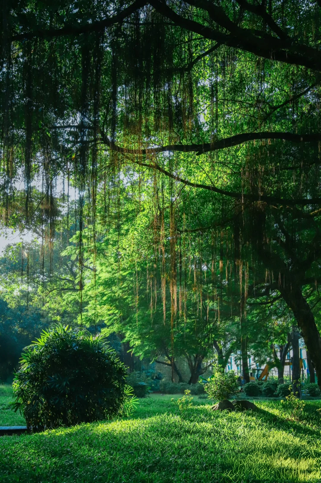深圳必玩景点-福田红树林景区！
