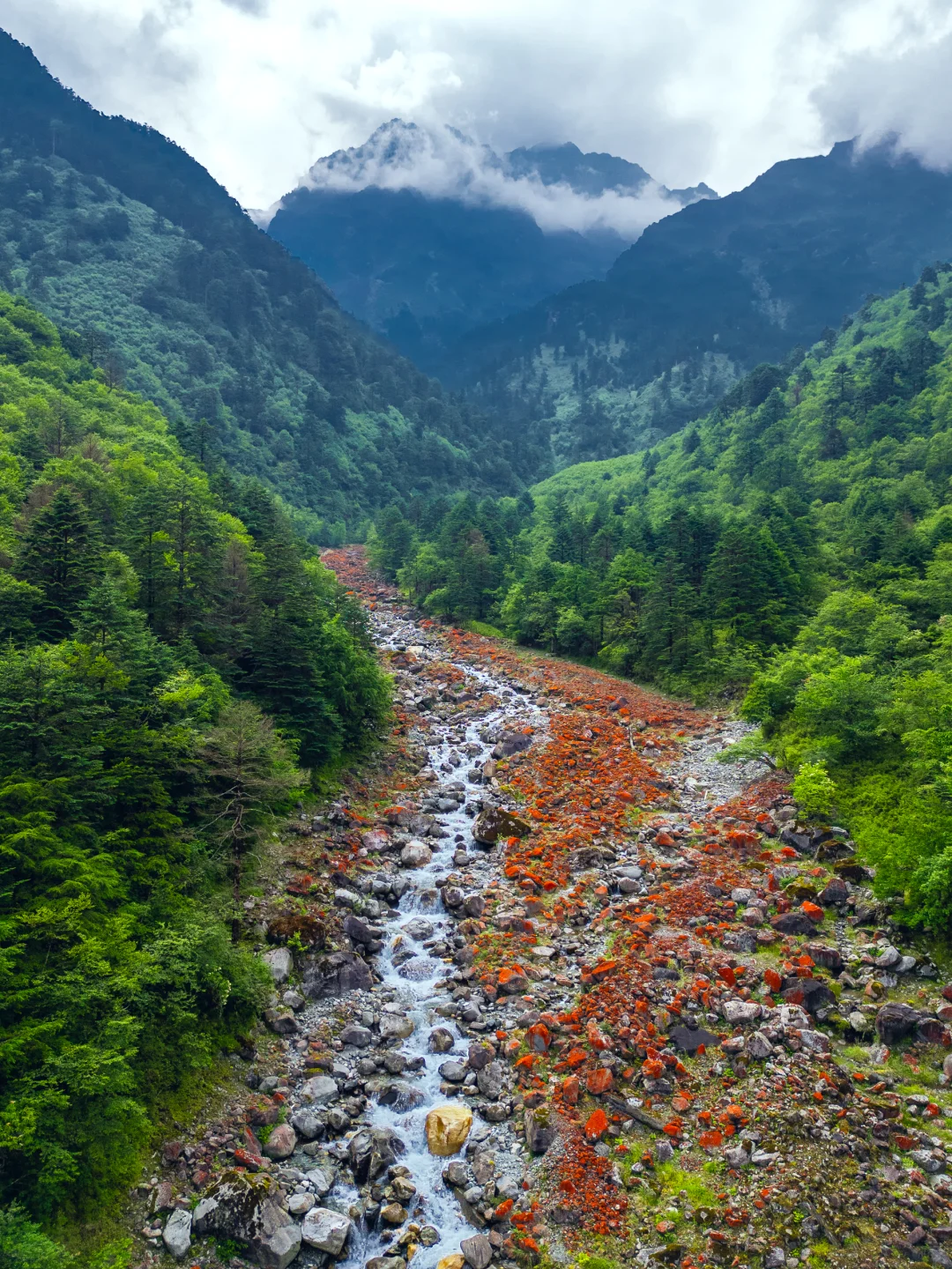 从38℃逃进森林的我，只想待在这里不走了