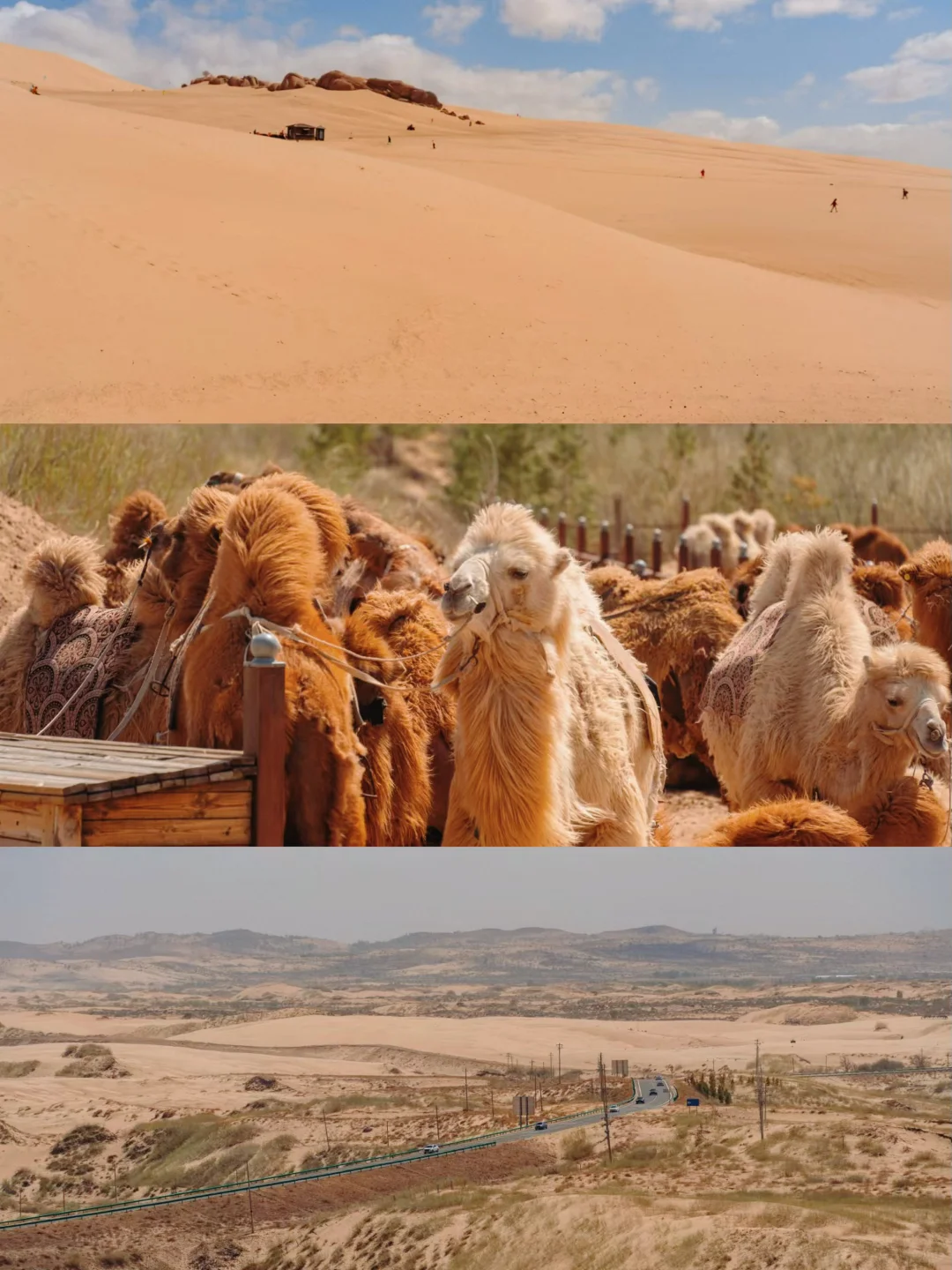 乌兰布统封神级秋景自驾路线🍂金色草原+沙