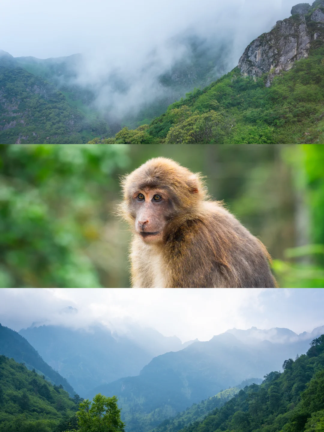 从38℃逃进森林的我，只想待在这里不走了