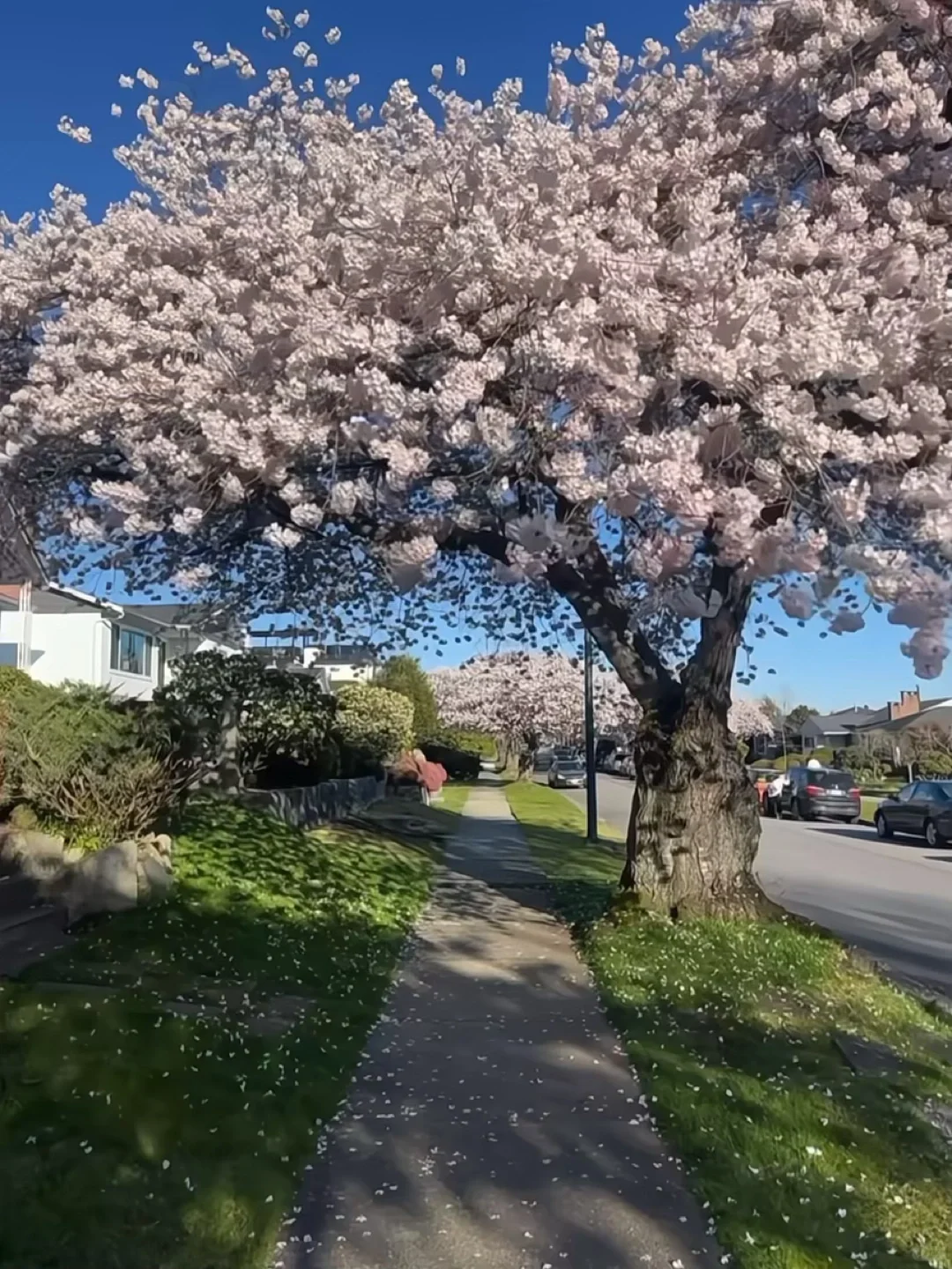 📍新西兰,这才是live的意义吧!