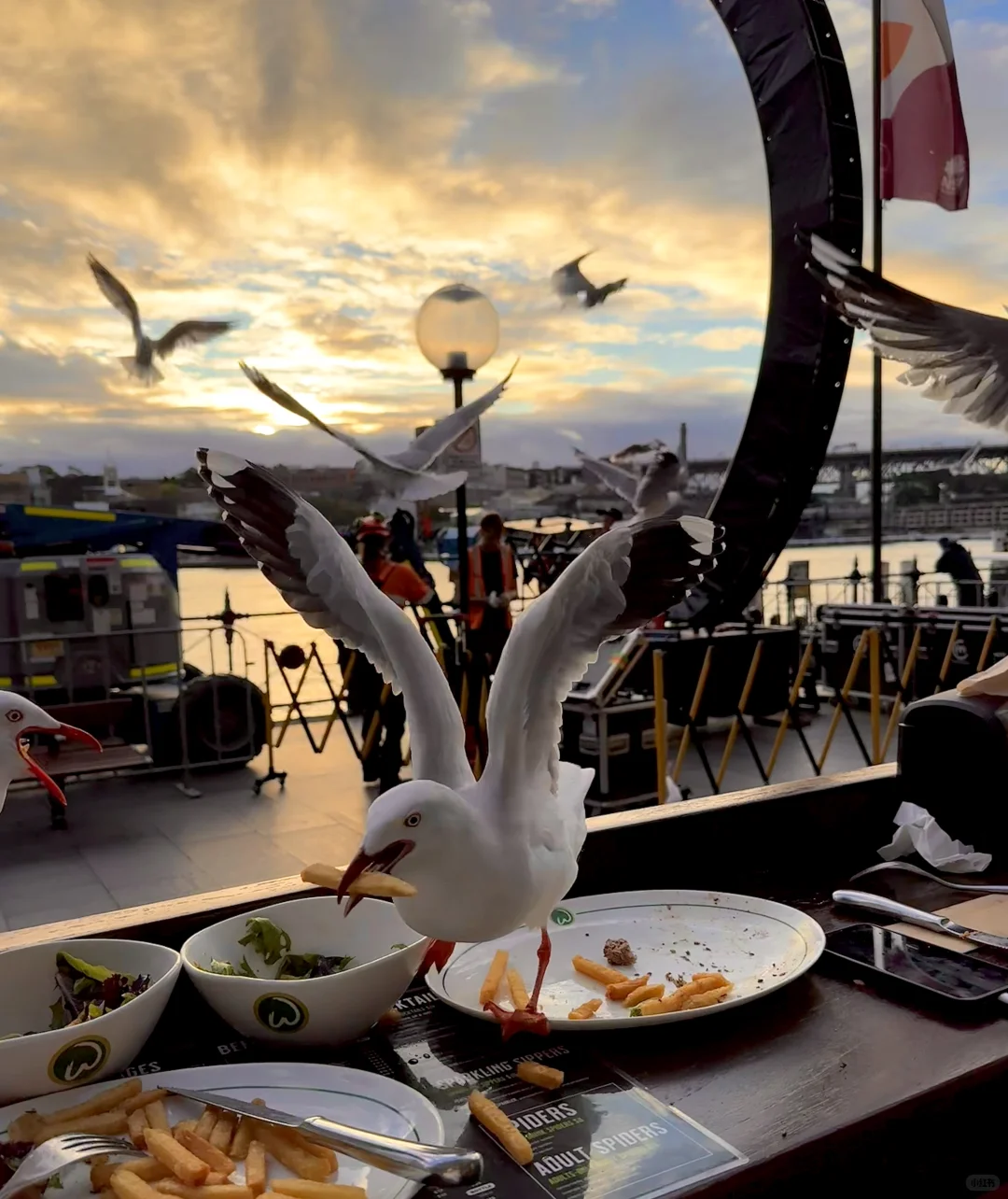 🌇悉尼 你美到我了！