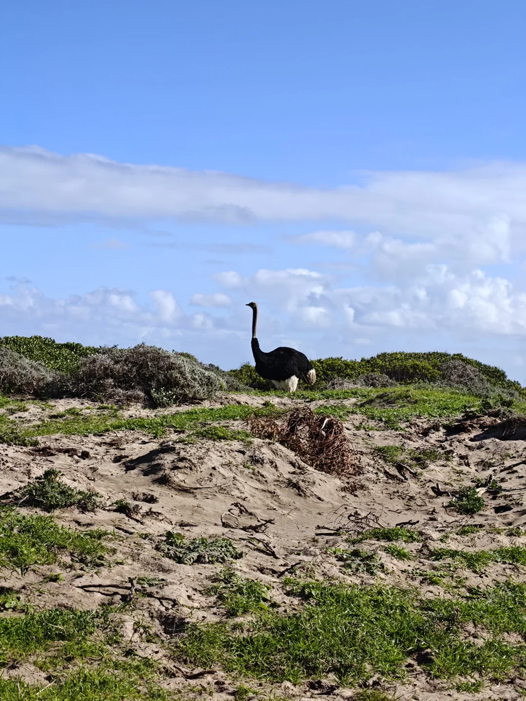 南非| 开普敦，美的无法形容，欲罢不能