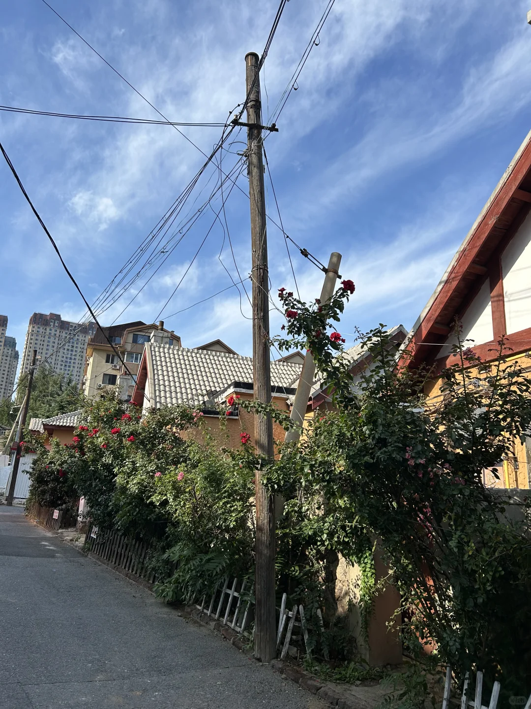 在大连淡人独爱的一条citywalk路线！