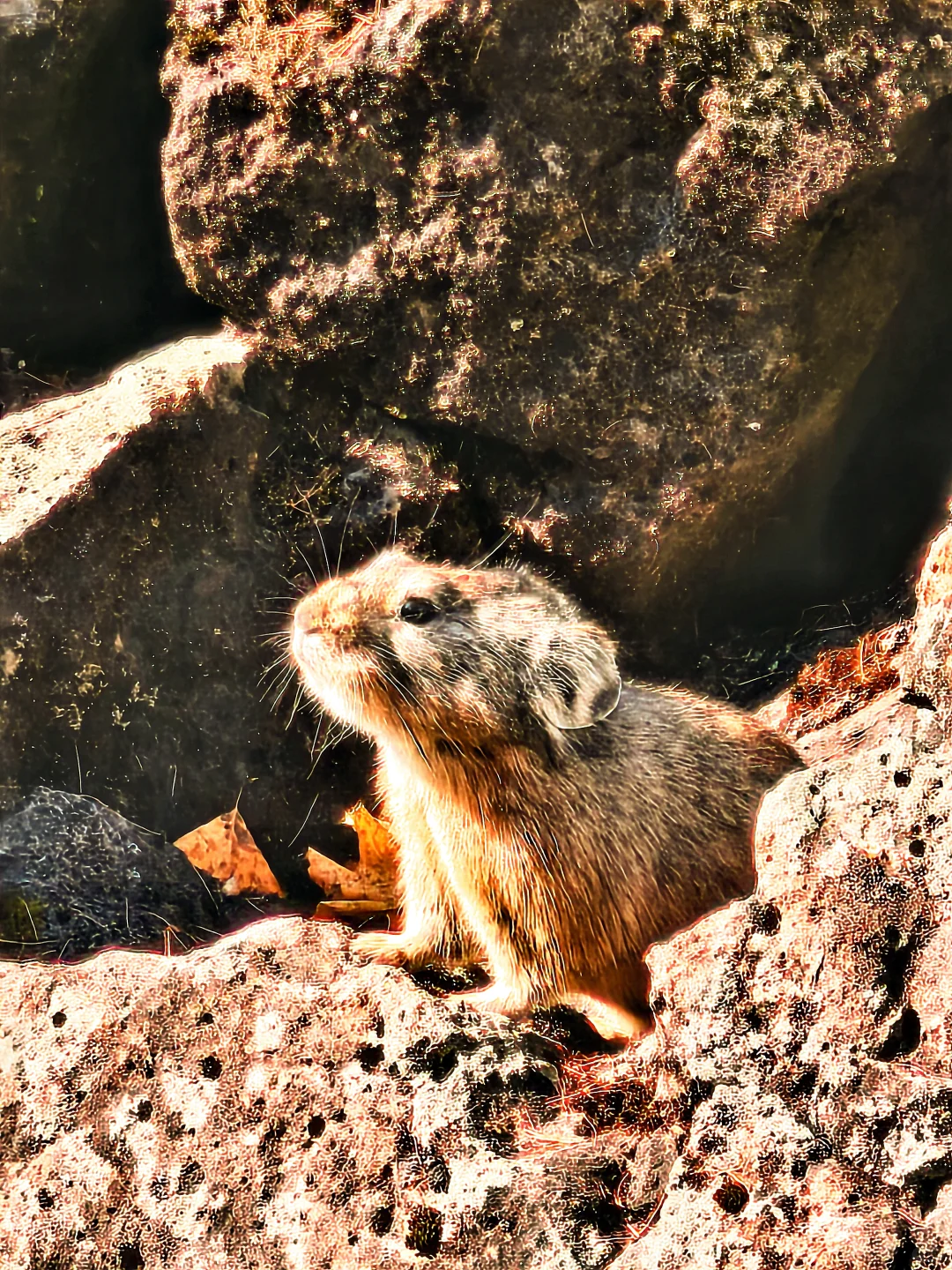 阿尔山很美，但是下次不来了
