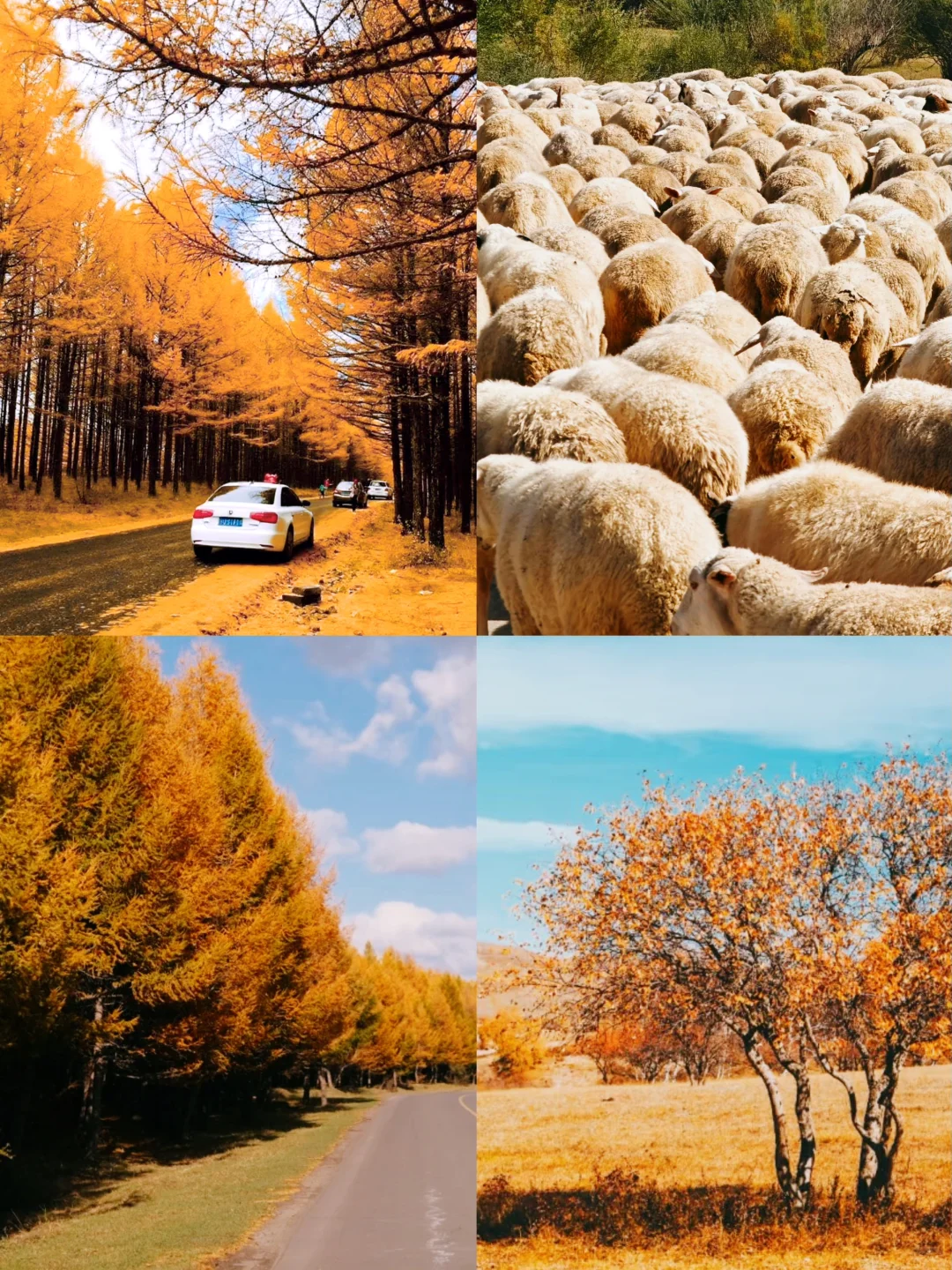 乌兰布统封神级秋景自驾路线🍂金色草原+沙