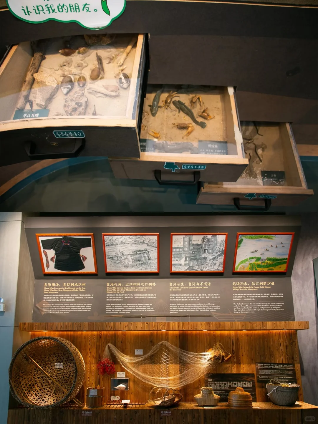 深圳必玩景点-福田红树林景区！