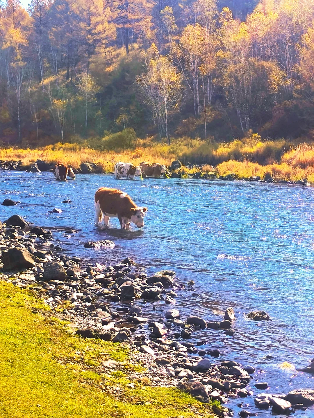 阿尔山很美，但是下次不来了