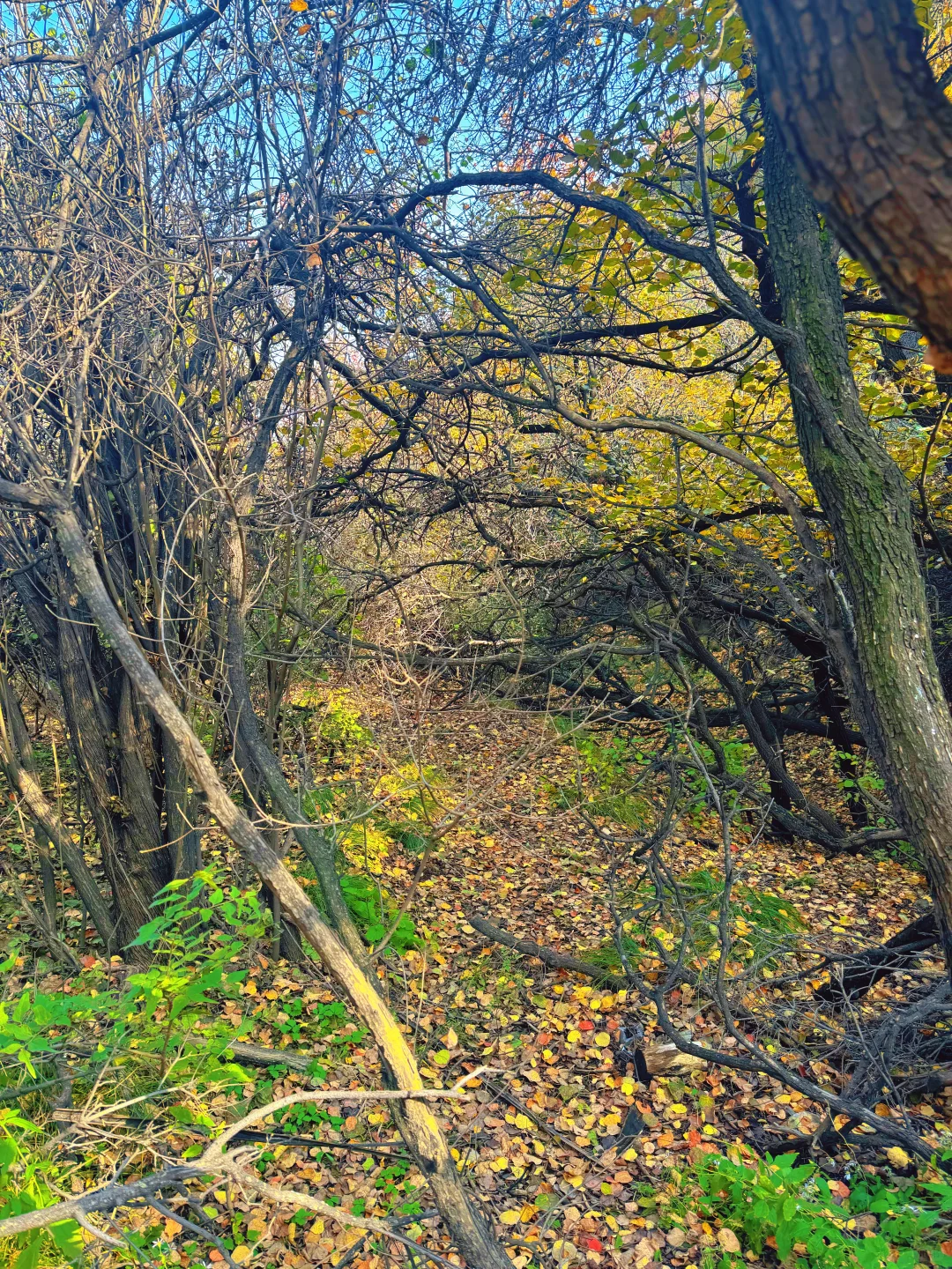 🍁太原龙山|10.25实时美景攻略，层林尽染
