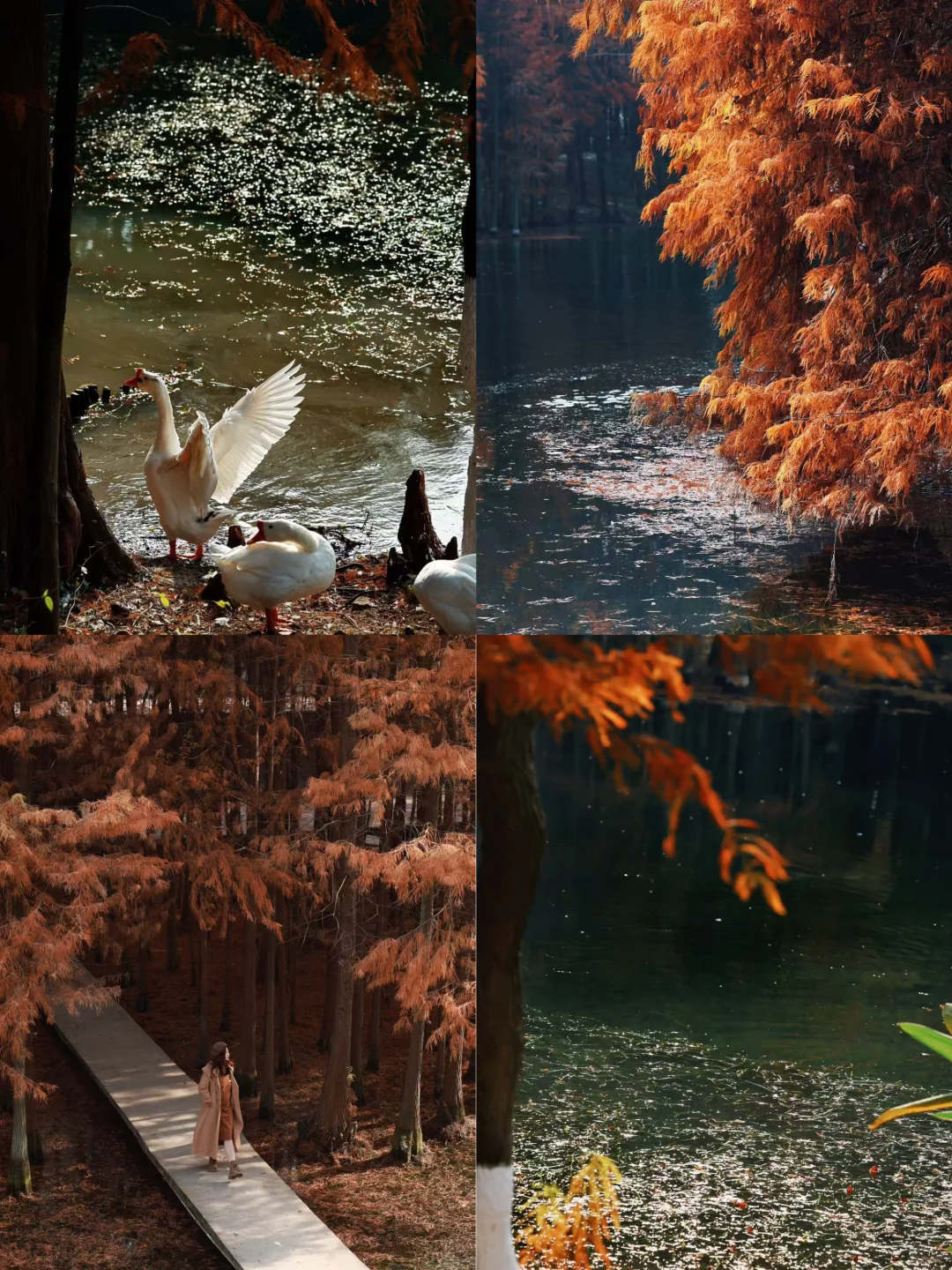 王源宜昌演唱会带你们不要门票玩打卡点