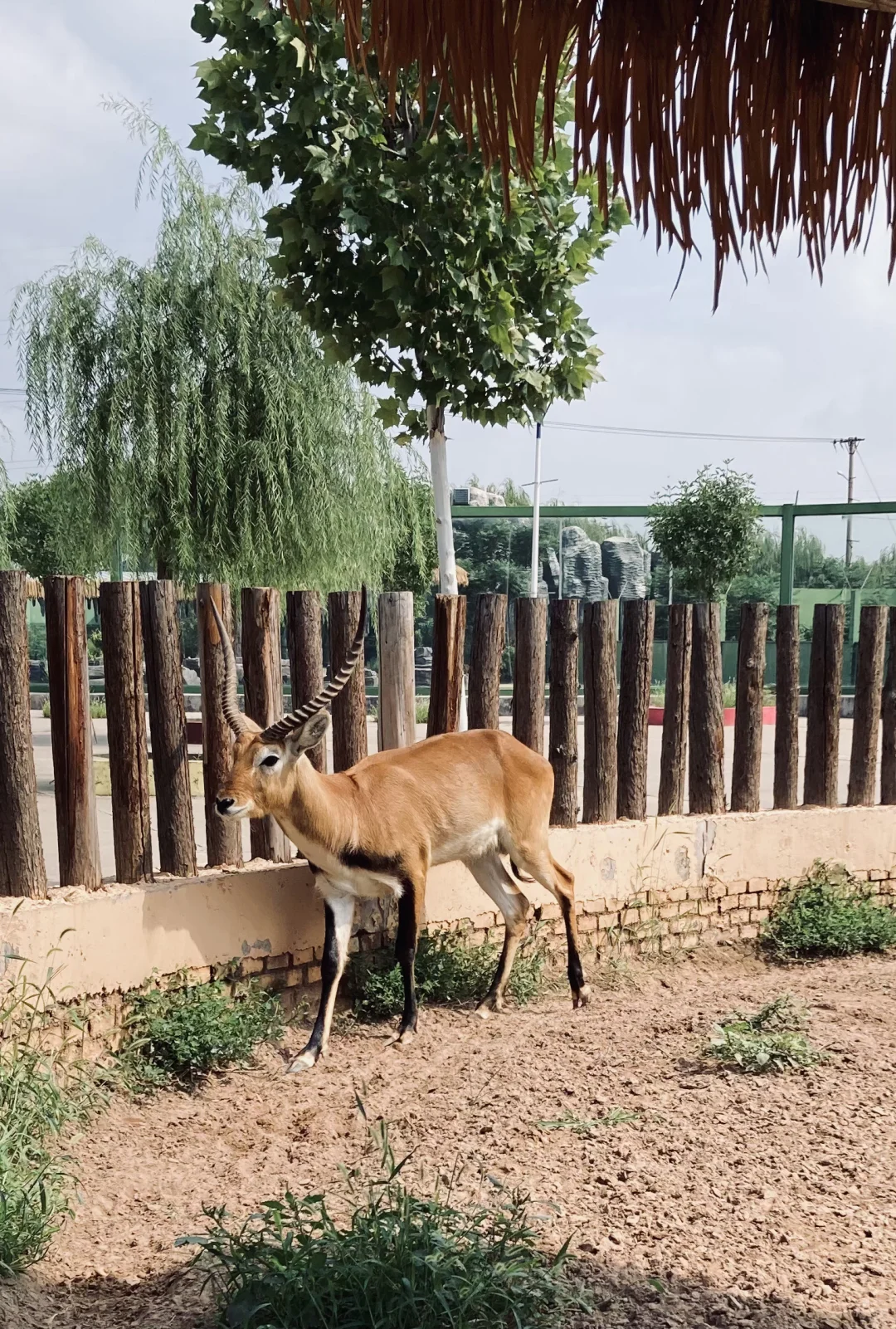 园博动物园最全游玩攻略