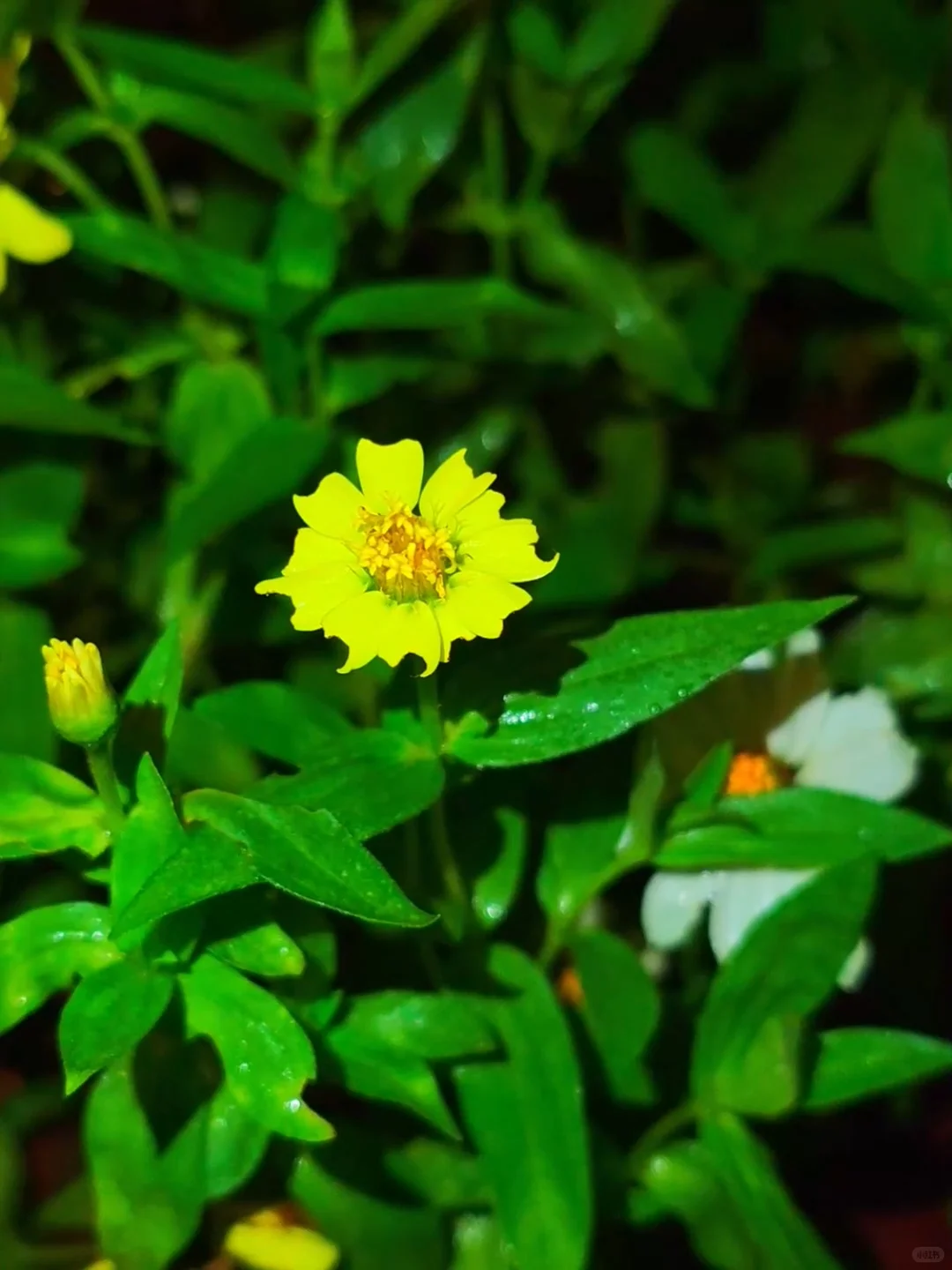 邯郸广府古城攻略｜穿越千年的太极水城✨