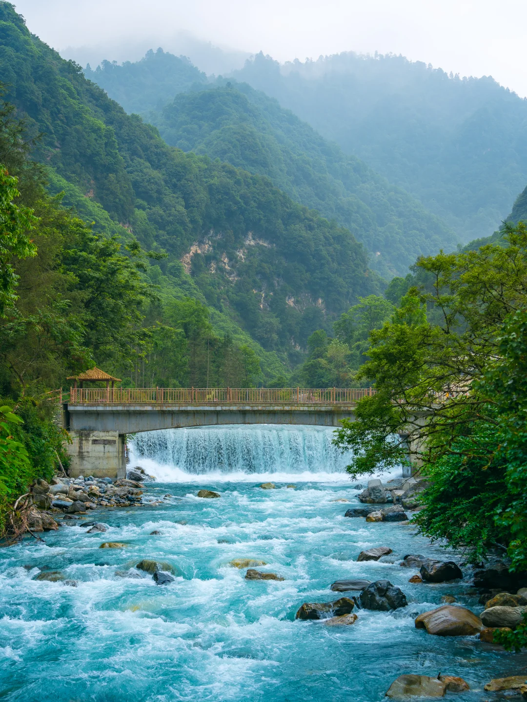 从38℃逃进森林的我，只想待在这里不走了