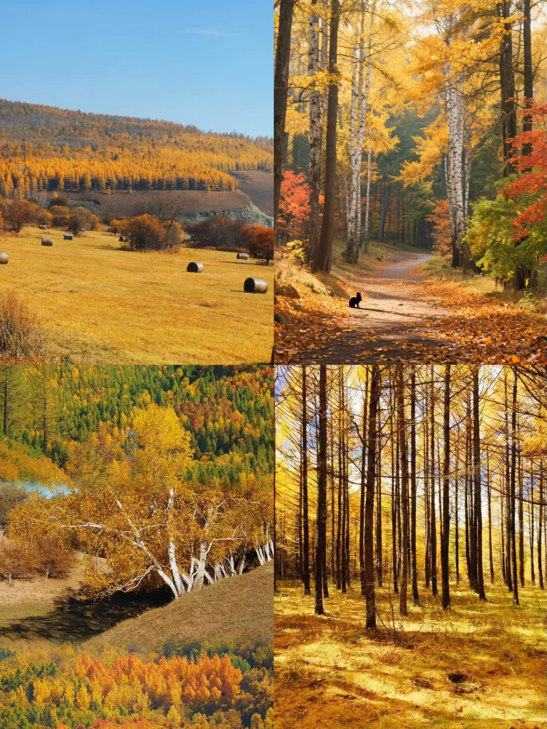 乌兰布统封神级秋景自驾路线🍂金色草原+沙