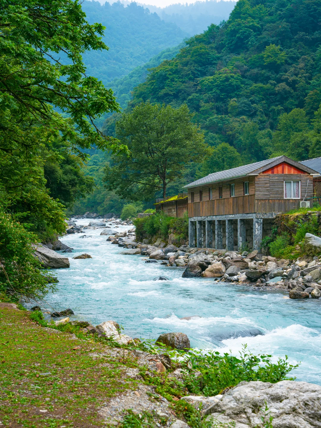 从38℃逃进森林的我，只想待在这里不走了