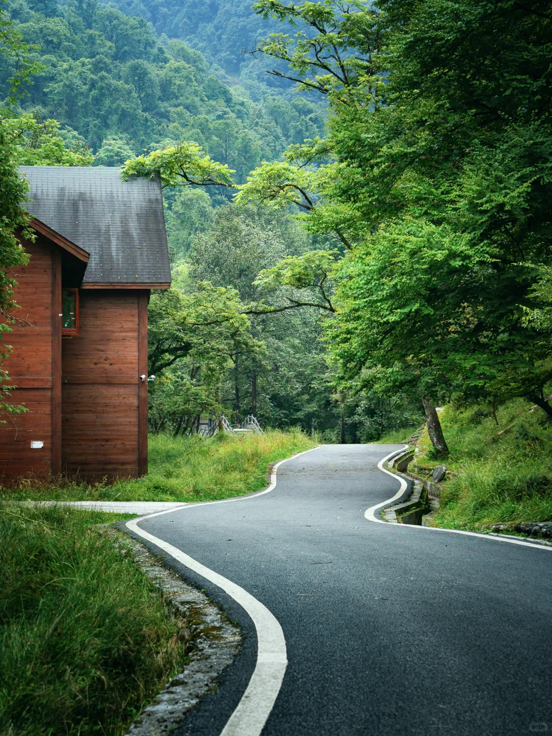 从38℃逃进森林的我，只想待在这里不走了