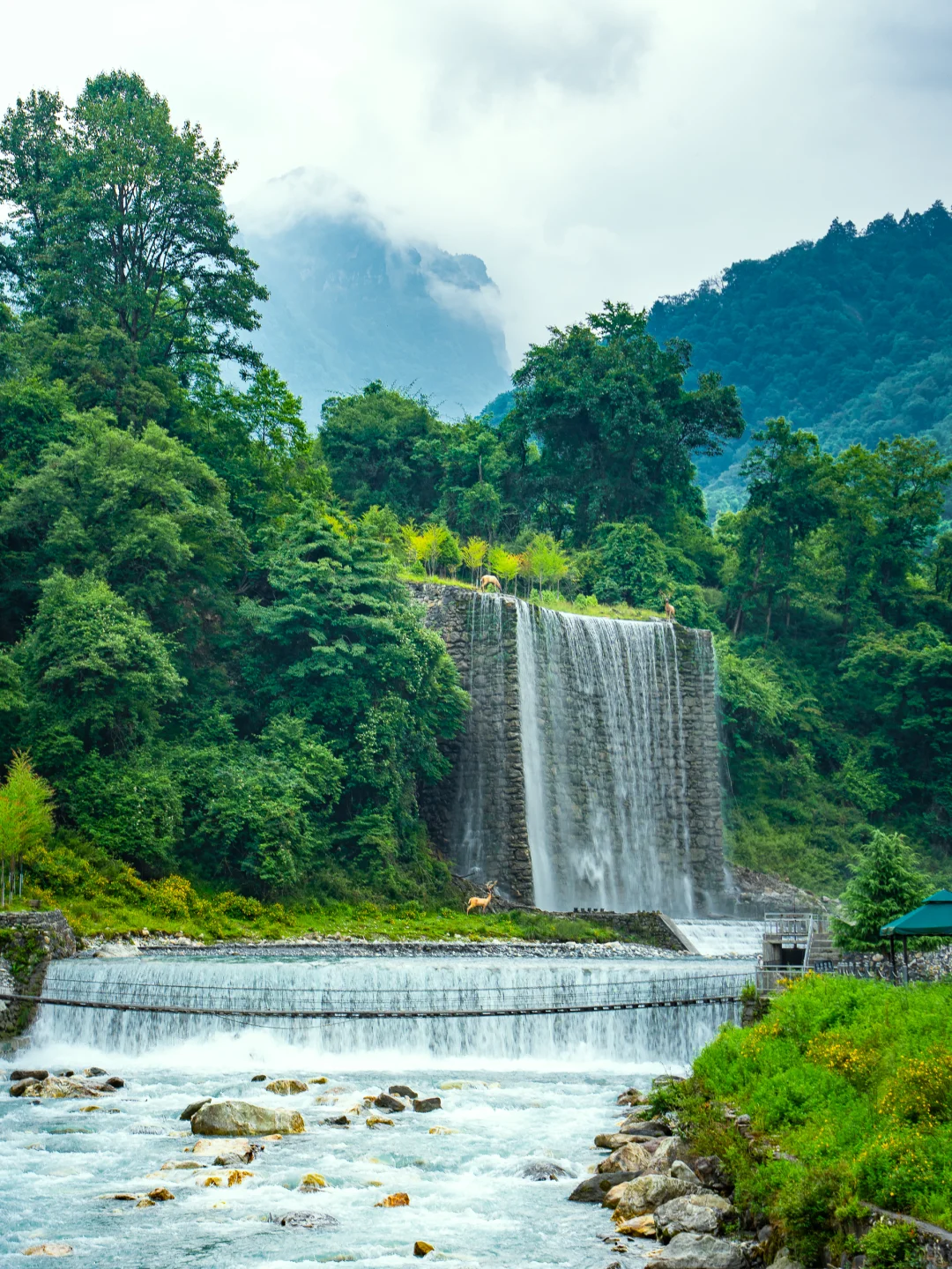 从38℃逃进森林的我，只想待在这里不走了