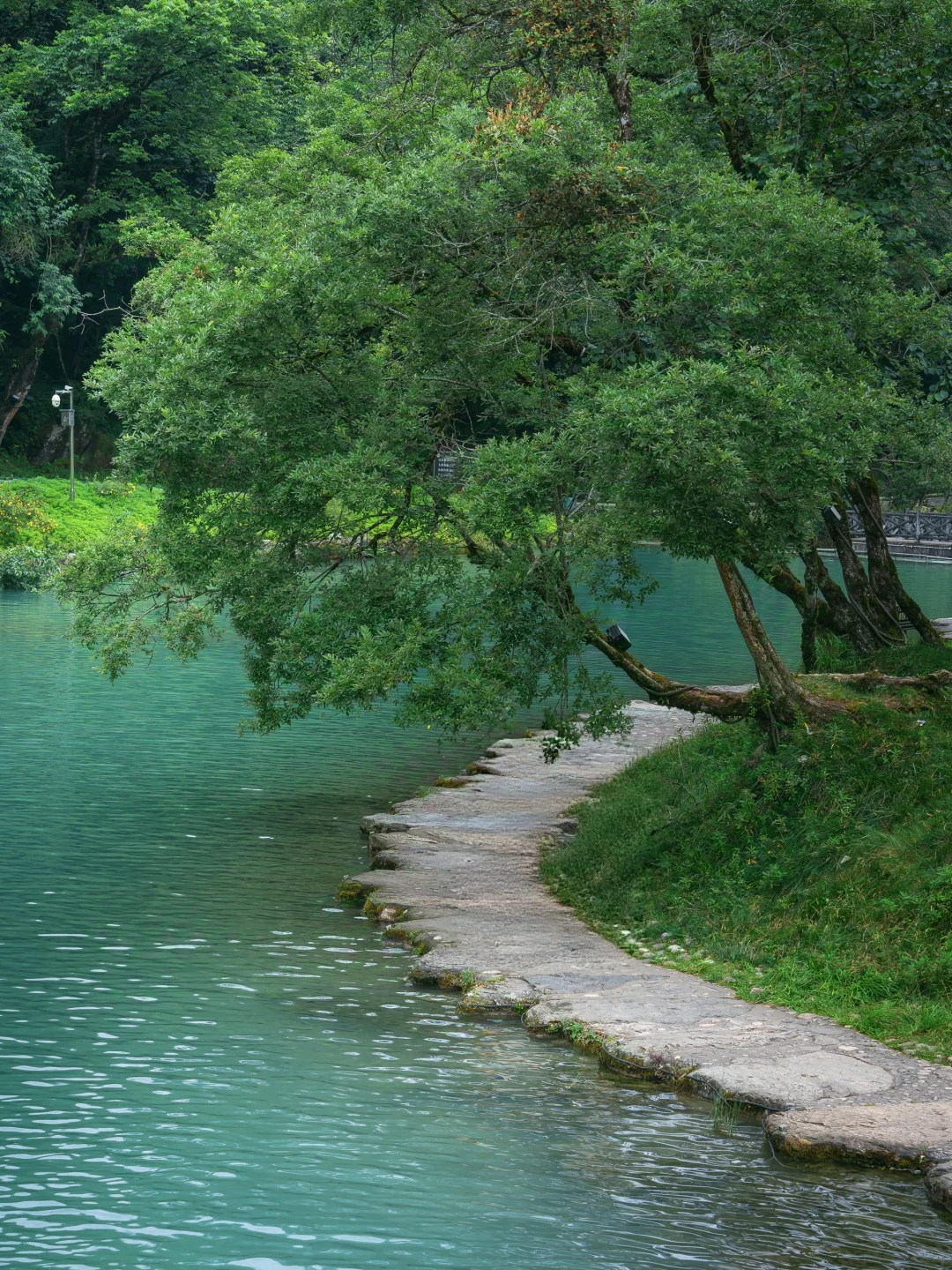 从38℃逃进森林的我，只想待在这里不走了