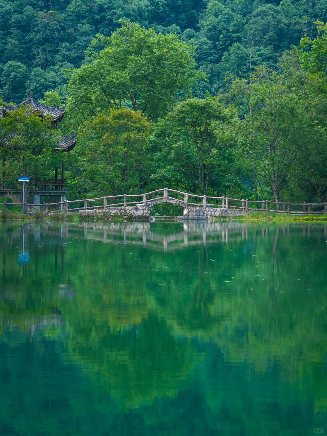 从38℃逃进森林的我，只想待在这里不走了