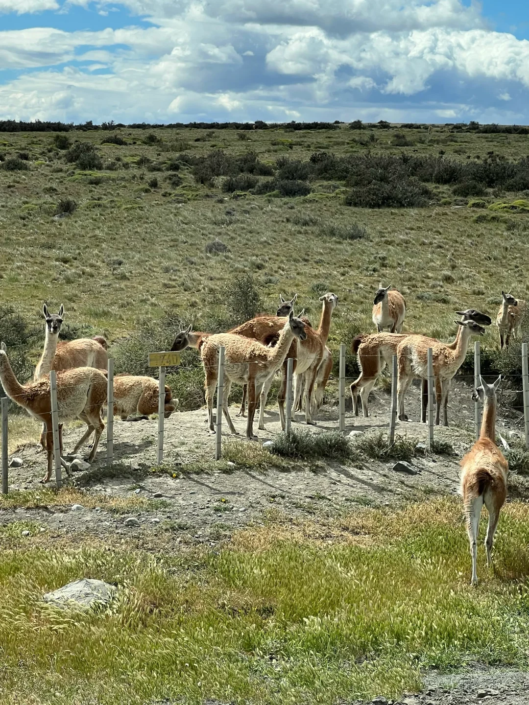 🇨🇱Patagonia｜世界这本书又翻了一页！
