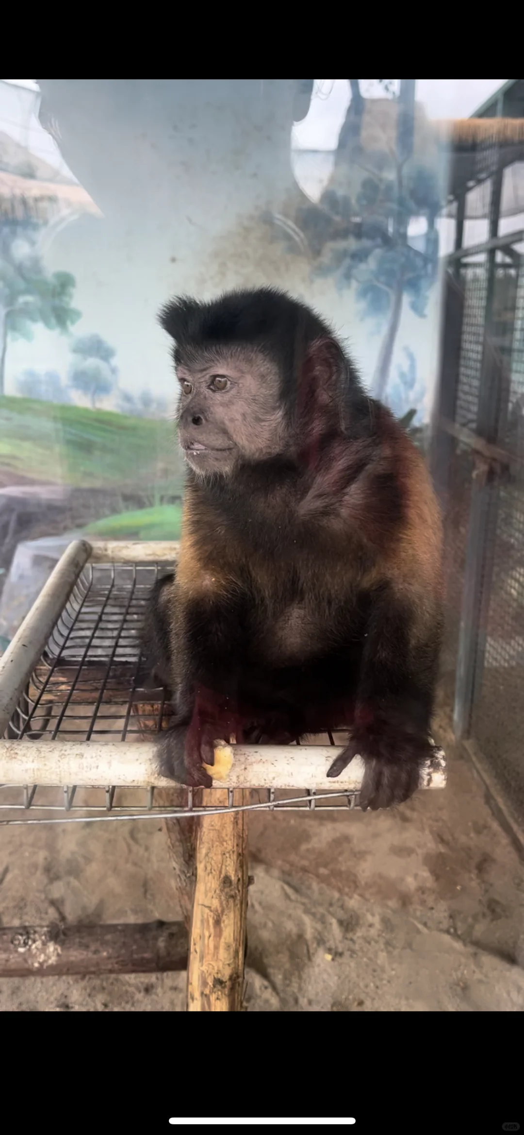 园博动物园最全游玩攻略