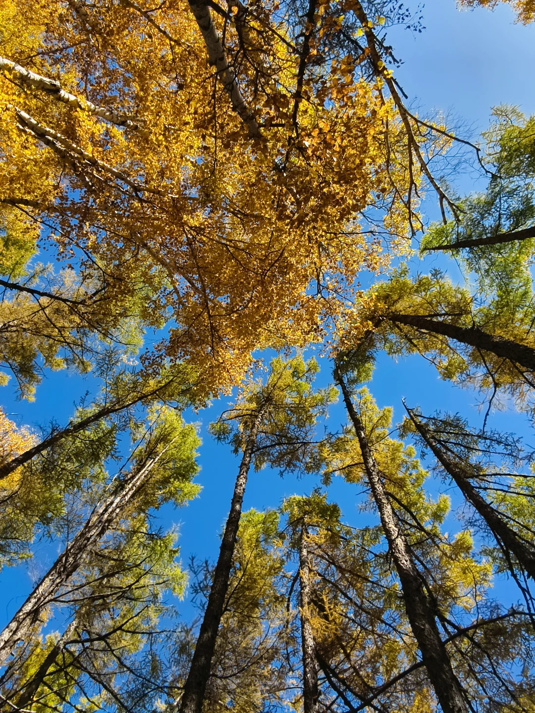 阿尔山很美，但是下次不来了