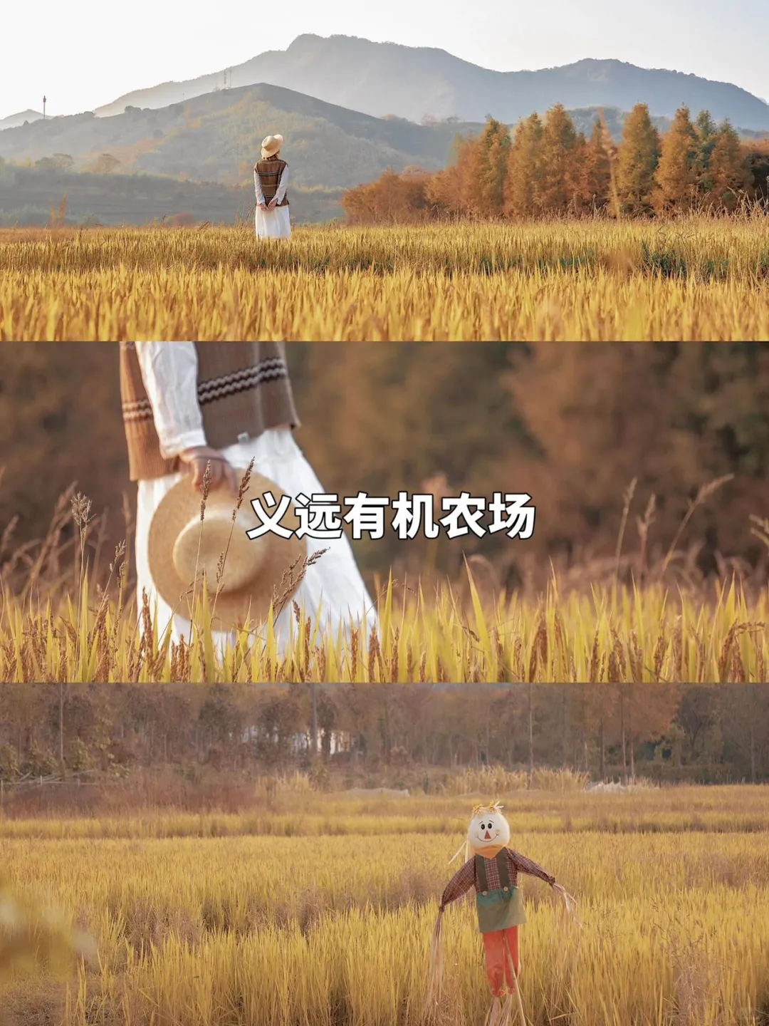 莫干山9️⃣大必打卡赏秋景点攻略躺看秋色