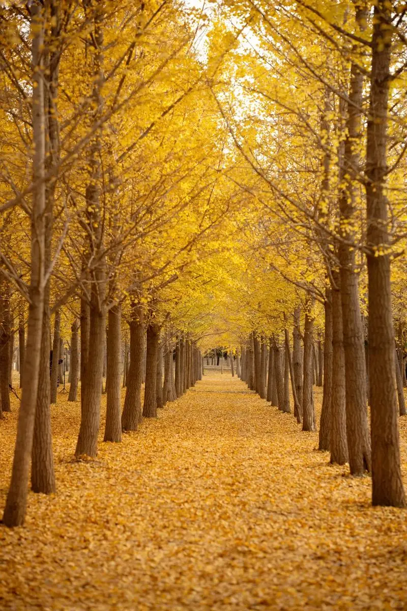 🍂 北京10大赏秋景点全景清单