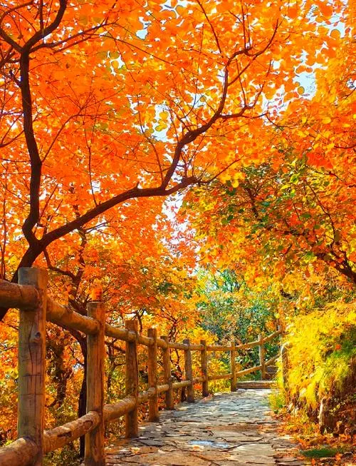 🍂 北京10大赏秋景点全景清单