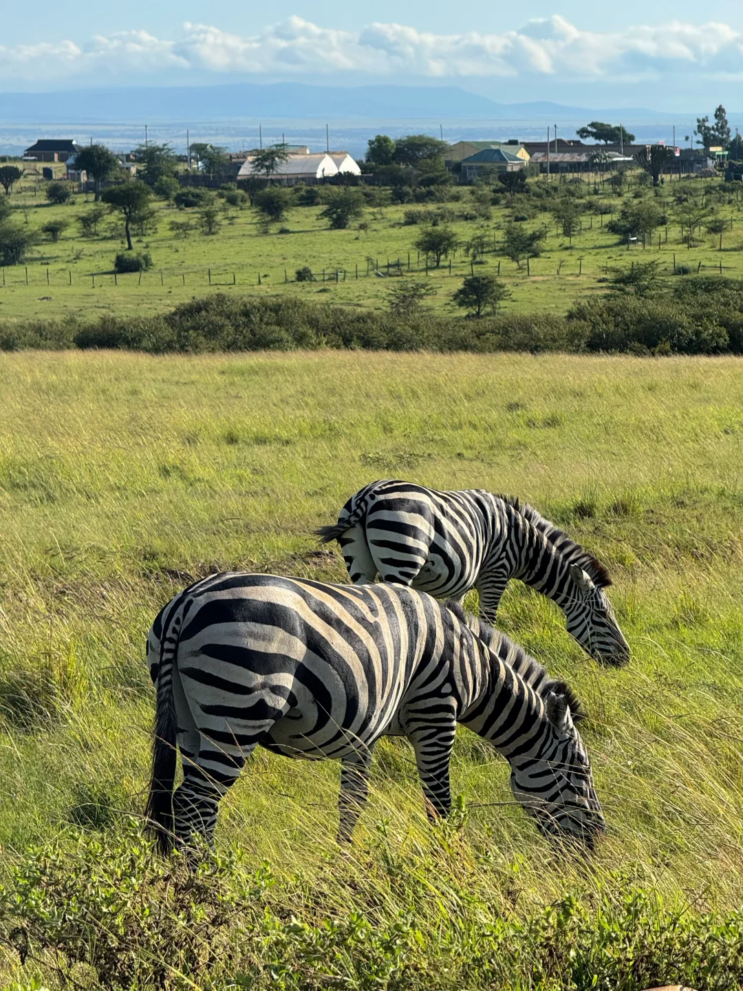 疯狂Kenya！🇰🇪