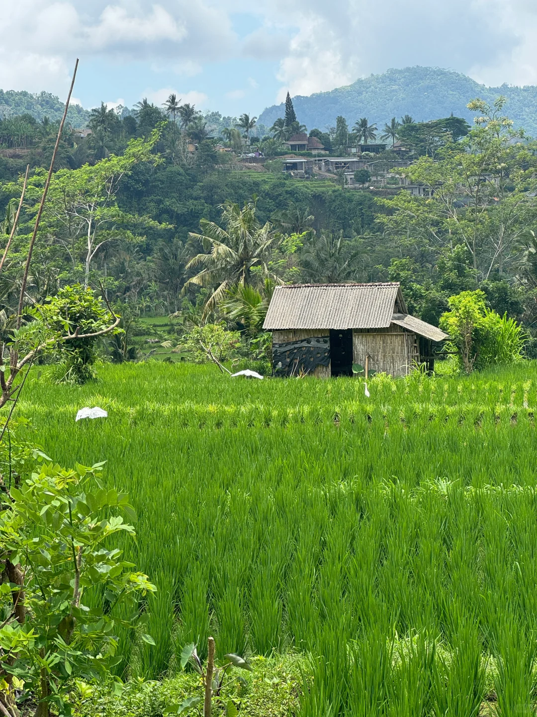 乌布梯田小众景点：Sidemen梯田攻略