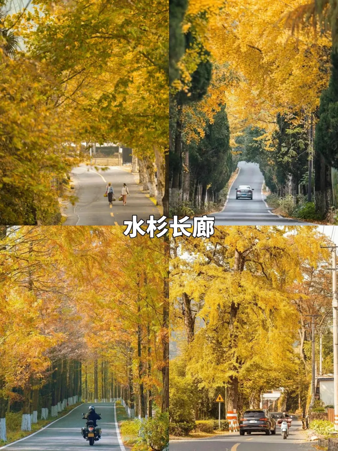 莫干山9️⃣大必打卡赏秋景点攻略躺看秋色