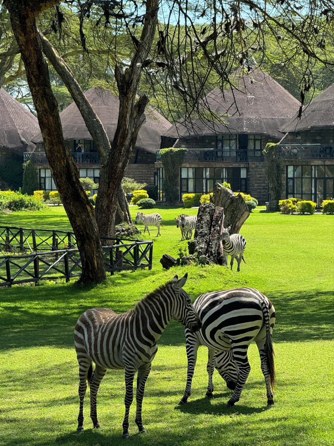 疯狂Kenya！🇰🇪