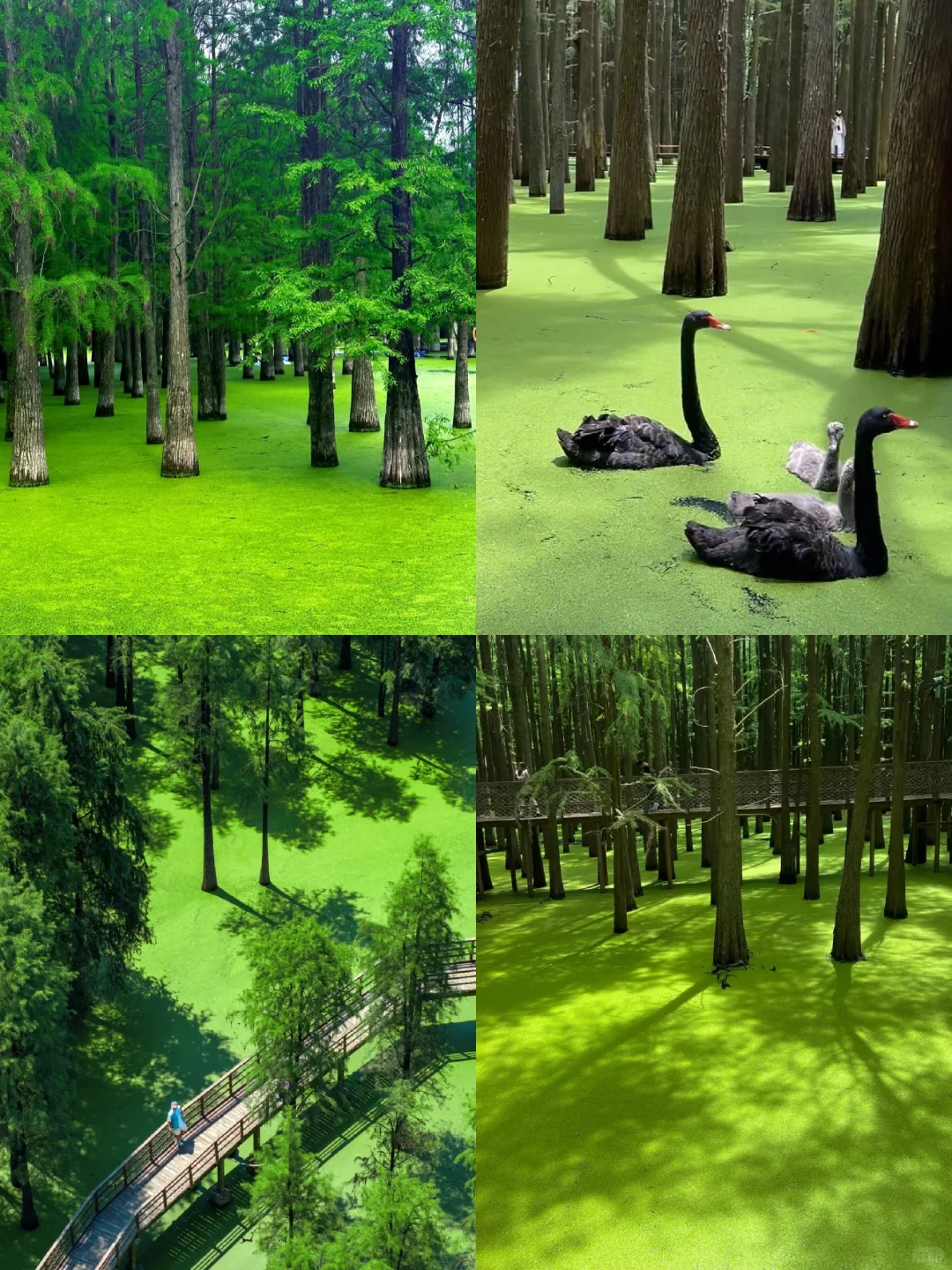 杭州最值得去的9个景点合集🔥出片率100%!