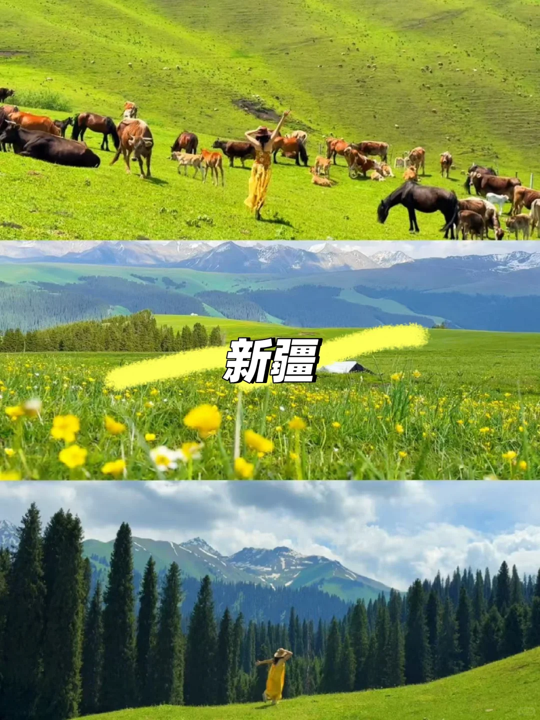 怎么选?谈谈国内三大天花板的个人感受