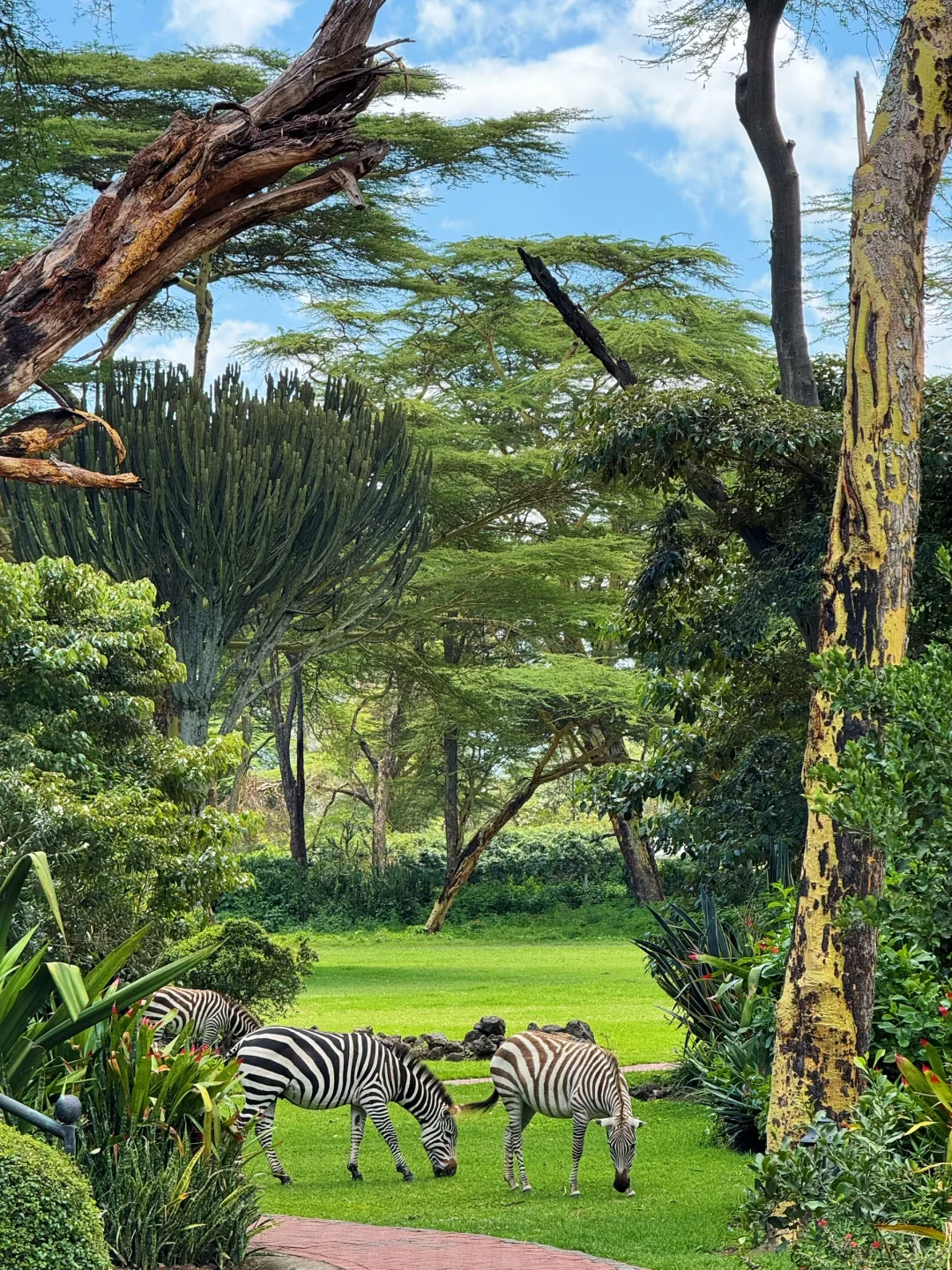 疯狂Kenya！🇰🇪