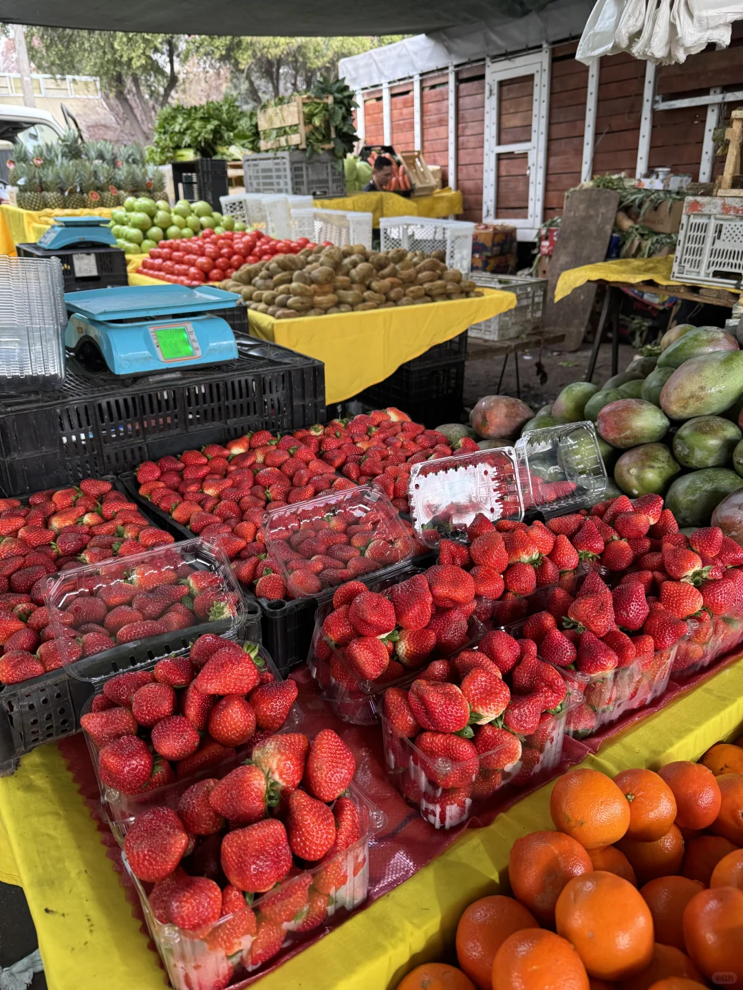 🇨🇱智利东区别再去超市买菜和水果了❗来这