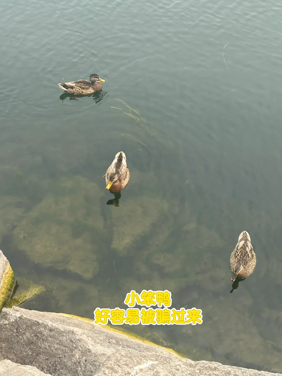 🇨🇦 Kingston 休闲一日游