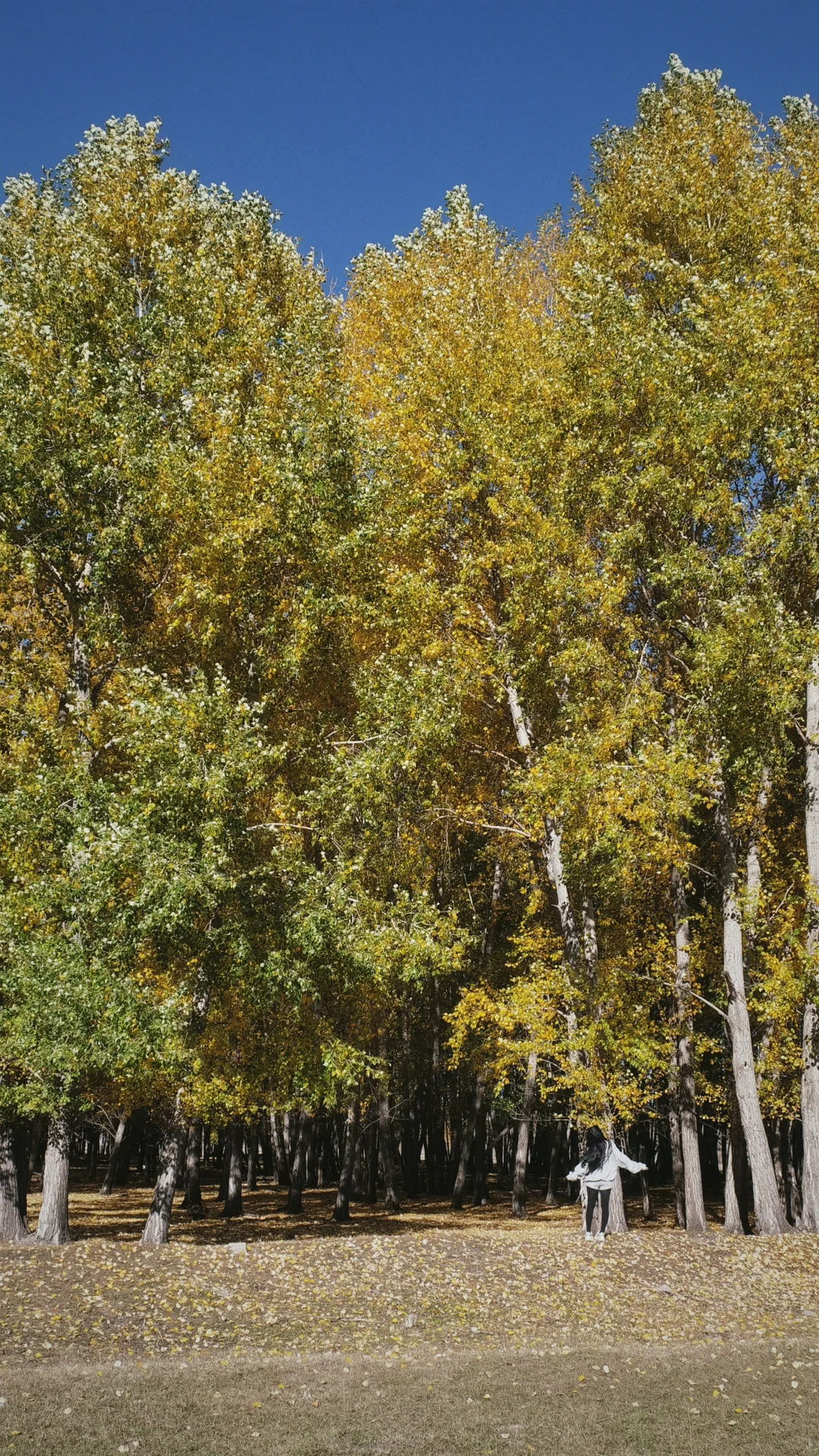 入林💛丨莫尔道嘎国家森林公园★专题篇