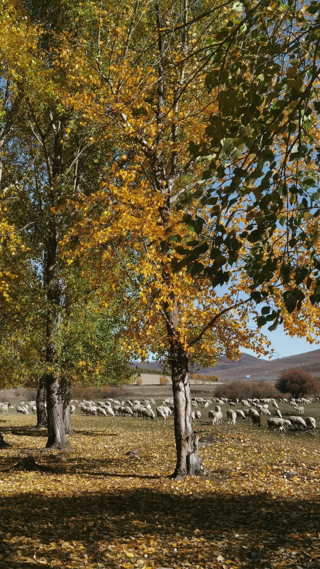 入林💛丨莫尔道嘎国家森林公园★专题篇